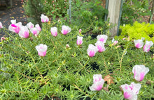 Load image into Gallery viewer, Portulaca grandiflora Samba Peppermint pint plant Southern Flower Garden Southern Flower Garden