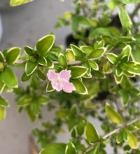 Load image into Gallery viewer, Serissa foetida Mt. Fuji Pint Plant Southern Flower Garden Southern Flower Garden