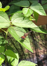 Load image into Gallery viewer, Snail Vine or Vigna phaesolus Pint Plant Southern Flower Garden Southern Flower Garden