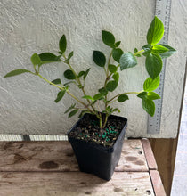 Load image into Gallery viewer, Concord Blue Streptocarpella Pint Plant Southern Flower Garden Southern Flower Garden