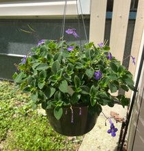 Load image into Gallery viewer, Concord Blue Streptocarpella Pint Plant Southern Flower Garden Southern Flower Garden