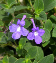 Load image into Gallery viewer, Concord Blue Streptocarpella Pint Plant Southern Flower Garden Southern Flower Garden