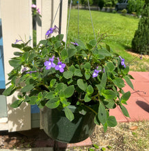 Load image into Gallery viewer, Concord Blue Streptocarpella Pint Plant Southern Flower Garden Southern Flower Garden