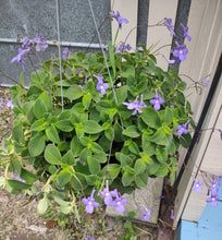 Load image into Gallery viewer, Concord Blue Streptocarpella Pint Plant Southern Flower Garden Southern Flower Garden