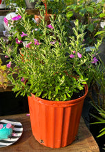 Load image into Gallery viewer, Texas Sage or Leucophyllum frutescens Pint Plant Southern Flower Garden Southern Flower Garden