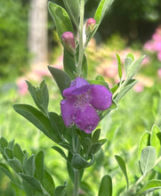 Load image into Gallery viewer, Texas Sage or Leucophyllum frutescens Pint Plant Southern Flower Garden Southern Flower Garden