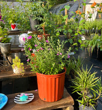 Load image into Gallery viewer, Texas Sage or Leucophyllum frutescens Pint Plant Southern Flower Garden Southern Flower Garden