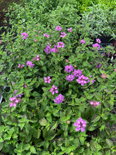 Load image into Gallery viewer,  Lantana Trailing Lavender Southern Flower Garden  Southern Flower Garden