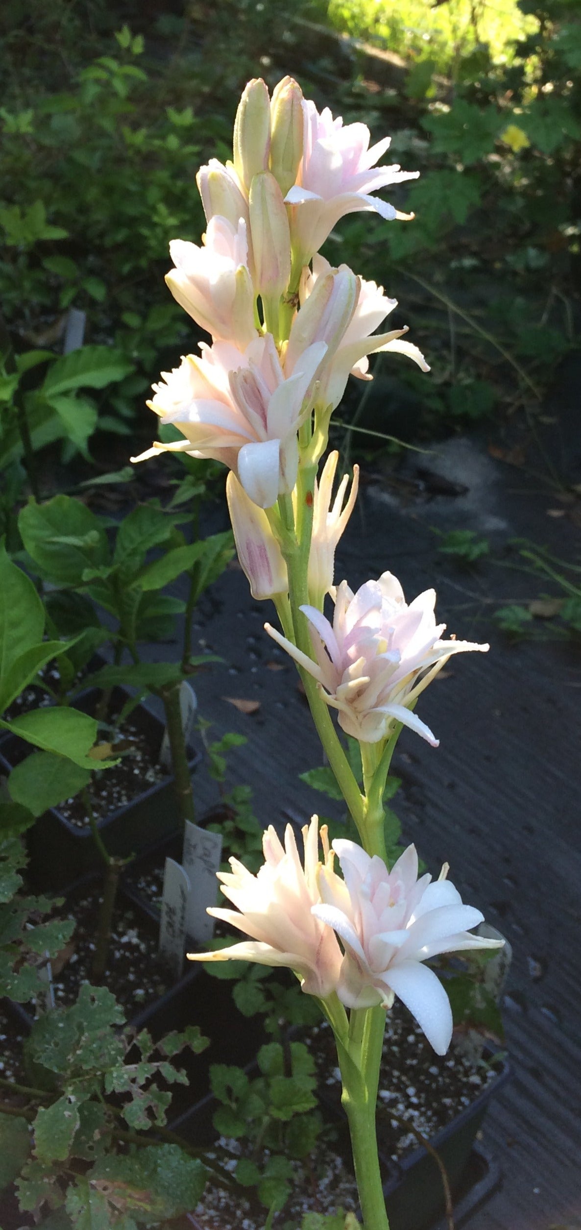 Tuberoses Double Pink Sapphire pint plant Southern Flower Garden
