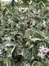 Load image into Gallery viewer, Trachelospermum jasminoides variegatum Fragrant Variegated Confederate Jasmine Southern Flower Garden Southern Flower Garden