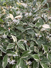 Load image into Gallery viewer, Trachelospermum jasminoides variegatum Fragrant Variegated Confederate Jasmine Southern Flower Garden Southern Flower Garden