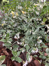 Load image into Gallery viewer, Trachelospermum jasminoides variegatum Fragrant Variegated Confederate Jasmine Southern Flower Garden Southern Flower Garden