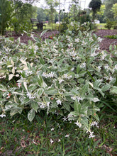 Load image into Gallery viewer, Trachelospermum jasminoides variegatum Fragrant Variegated Confederate Jasmine Southern Flower Garden Southern Flower Garden