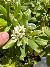 Load image into Gallery viewer, Variegated Japanese Pittosporum Pittosporum tobira 'Variegatum' Southern Flower Garden Southern Flower Garden