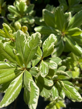 Load image into Gallery viewer, Variegated Japanese Pittosporum Pittosporum tobira 'Variegatum' Southern Flower Garden Southern Flower Garden
