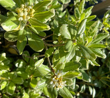 Load image into Gallery viewer, Variegated Japanese Pittosporum Pittosporum tobira 'Variegatum' Southern Flower Garden Southern Flower Garden