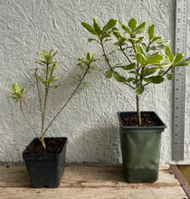 Load image into Gallery viewer, Variegated Japanese Pittosporum Pittosporum tobira 'Variegatum' Southern Flower Garden Southern Flower Garden