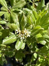 Load image into Gallery viewer, Variegated Japanese Pittosporum Pittosporum tobira 'Variegatum' Southern Flower Garden Southern Flower Garden