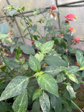 Load image into Gallery viewer, Justicia brandegeana Variegated Red Shrimp Pint Plant Southern Flower Garden Southern Flower Garden