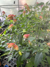 Load image into Gallery viewer, Justicia brandegeana Variegated Red Shrimp Pint Plant Southern Flower Garden Southern Flower Garden