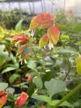 Load image into Gallery viewer, Justicia brandegeana Variegated Red Shrimp Pint Plant Southern Flower Garden Southern Flower Garden