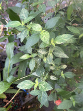 Load image into Gallery viewer, Justicia brandegeana Variegated Red Shrimp Pint Plant Southern Flower Garden Southern Flower Garden