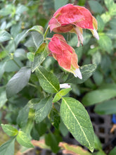 Load image into Gallery viewer, Justicia brandegeana Variegated Red Shrimp Pint Plant Southern Flower Garden Southern Flower Garden