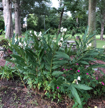 Load image into Gallery viewer, Home & Garden White Butterfly Ginger or Hedychium coronarium Quart Plant White Southern Flower Garden