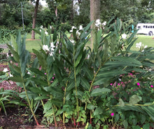 Load image into Gallery viewer, Home & Garden White Butterfly Ginger or Hedychium coronarium Quart Plant White Southern Flower Garden