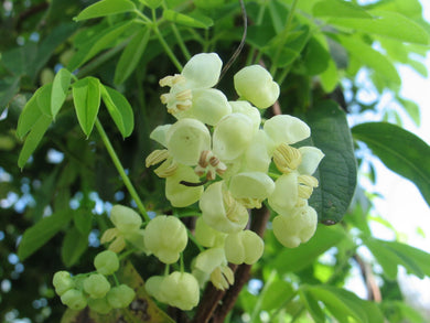 Akebia quinata Shirobana white fragrant Chocolate Vine Pint Plant Southern Flower Garden  Southern Flower Garden