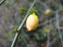 Load image into Gallery viewer, Home & Garden Jasminum floridum Florida Yellow Jasmine Pint Plant Southern Flower Garden Southern Flower Garden