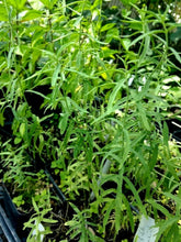 Load image into Gallery viewer, Home & Garden Mentha longifolia 'Habak' or Bible Mint pint plant White Southern Flower Garden