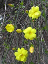 Load image into Gallery viewer, Home & Garden Jasminum floridum Florida Yellow Jasmine Pint Plant Southern Flower Garden Southern Flower Garden