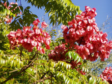 Load image into Gallery viewer, Plants Koelreuteria paniculata Golden Rain Tree pint plant Tree Southern Flower Garden