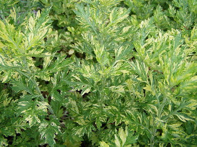 Plants Artemisia vulgaris Variegated Limelight Mugwort Quart Plant Southern Flower Garden Southern Flower Garden