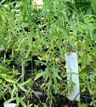 Load image into Gallery viewer, Home & Garden Mentha longifolia 'Habak' or Bible Mint pint plant White Southern Flower Garden