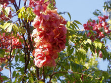 Load image into Gallery viewer, Plants Koelreuteria paniculata Golden Rain Tree pint plant Tree Southern Flower Garden