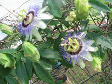 Load image into Gallery viewer, Home & Garden Passiflora caerulea Blue Crown Pint Plant Does not apply Southern Flower Garden