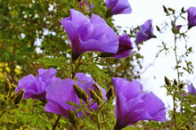 Load image into Gallery viewer, Home & Garden Alyogyne huegelii Blue Hibiscus 10 seeds Does not apply Southern Flower Garden