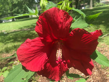 Load image into Gallery viewer, Home & Garden Hibiscus moscheutos Lord Baltimore Pint Plant**AVAILABLE SPRING 2023** Unbranded Southern Flower Garden