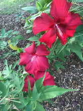 Load image into Gallery viewer, Home & Garden Hibiscus moscheutos Lord Baltimore Pint Plant**AVAILABLE SPRING 2023** Unbranded Southern Flower Garden