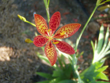 Load image into Gallery viewer, Plants Belamcanda chinensis Blackberry Lily Quart Plant White Southern Flower Garden

