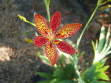 Load image into Gallery viewer, Plants Belamcanda chinensis Blackberry Lily Quart Plant White Southern Flower Garden