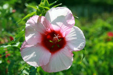Load image into Gallery viewer, Home & Garden Hibiscus moscheutos Lady Baltimore Quart Plant Does not apply Southern Flower Garden