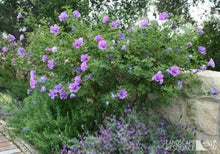 Load image into Gallery viewer, Home & Garden Alyogyne huegelii Blue Hibiscus 10 seeds Does not apply Southern Flower Garden