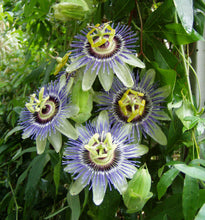 Load image into Gallery viewer, Home & Garden Passiflora caerulea Blue Crown Pint Plant Does not apply Southern Flower Garden