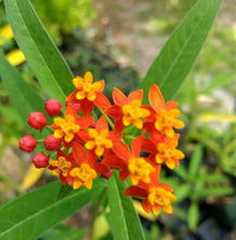 Load image into Gallery viewer, Home & Garden Asclepias curassavica or Blood flower Pint Plant**AVAILABLE SPRING 2023** Does not apply Southern Flower Garden