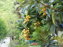 Load image into Gallery viewer, Home & Garden Eriobotrya japonica Japanese Plum Loquat Tree Does not apply Southern Flower Garden