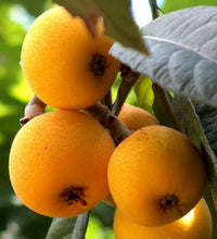 Load image into Gallery viewer, Home & Garden Eriobotrya japonica Japanese Plum Loquat Tree Does not apply Southern Flower Garden