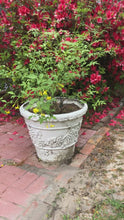 Load and play video in Gallery viewer, Jasmine humile or Italian Jasmine Pint Plant